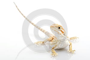 Bearded Dragon