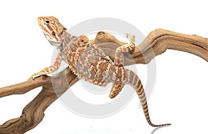 Bearded Dragon