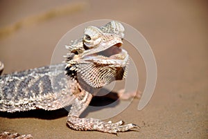 Bearded Dragon