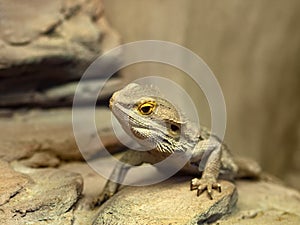 Bearded dragon agama lizard