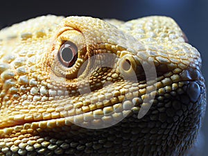 Bearded dragon agama lizard head closeup