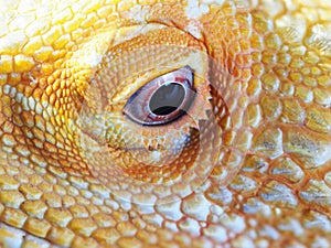 Bearded dragon agama lizard head detail