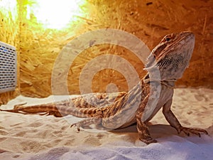Bearded dragon agama, Pogona vitticeps lizard in terrarium