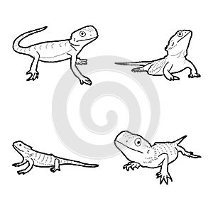 Bearded Dragon Animal Vector Illustration Hand Drawn Cartoon Art