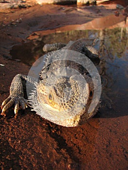 Bearded dragon from australia