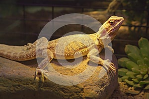 Bearded Dragon. Australian dragon lizard.