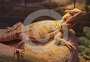 Bearded Dragon. Australian dragon lizard.