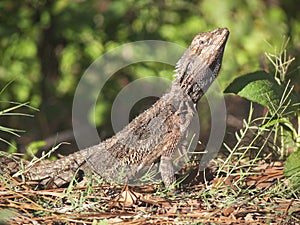 Bearded Dragon Australian lizard