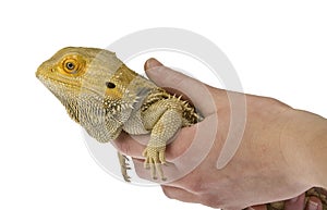 Bearded dragon being held isolated