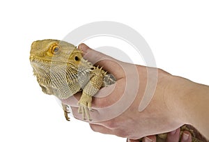 Bearded dragon being held isolated