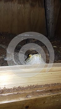 Bearded dragon being nosey peekaboo