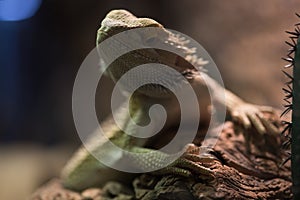 Bearded dragon on blurred background. Iguana rests on wooden branch