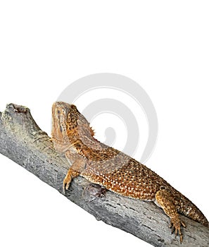 Bearded Dragon on Branch on White Background, Clipping Path