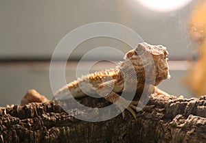 A bearded dragon
