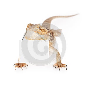 Bearded Dragon Carrying Blank Sign