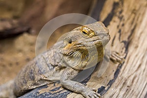 Bearded Dragon Chameleon Lizard In A Desert photo