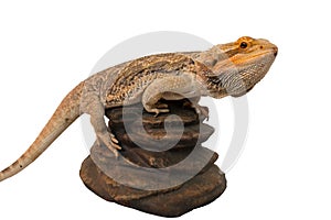 Bearded dragon climbed to a rock