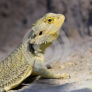 Bearded Dragon close up