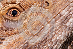 Bearded Dragon close-up