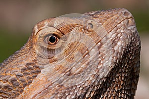 Bearded Dragon close-up