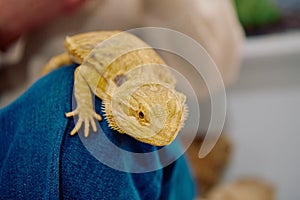 Bearded Dragon: A Close-Up Look at This Amazing Lizard