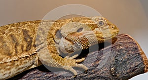 Bearded Dragon: A Close-Up Look at This Amazing Lizard