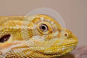 Bearded Dragon: A Close-Up Look at This Amazing Lizard