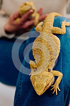 Bearded Dragon: A Close-Up Look at This Amazing Lizard