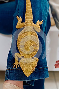 Bearded Dragon: A Close-Up Look at This Amazing Lizard