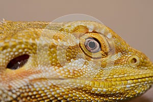 Bearded Dragon: A Close-Up Look at This Amazing Lizard
