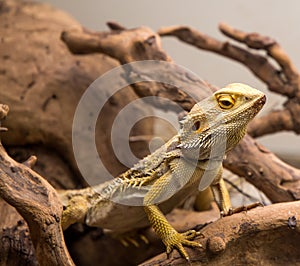 Bearded dragon close up
