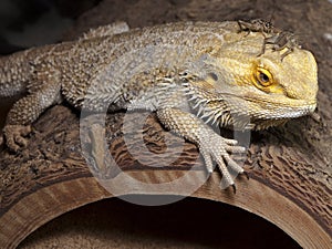 Bearded dragon with cricket buddy