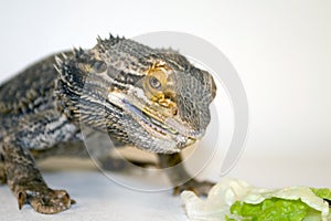 Bearded Dragon Eating