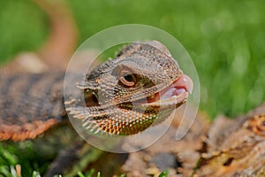 Bearded dragon (Bartagame) eating a dandelion flower