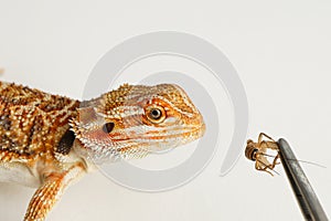 Bearded dragon, Feeding a lizard grasshoppers and crickets using metal tweezers.