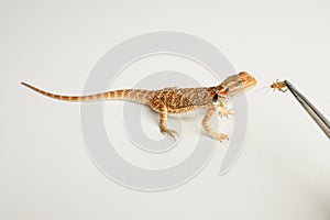 Bearded dragon. Feeding a lizard grasshoppers and crickets using metal tweezers.