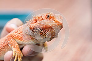 Bearded Dragon on hand