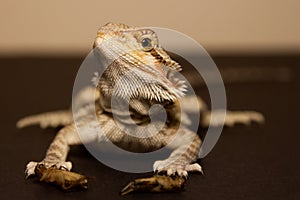 Bearded dragon that holds the food in his paws.