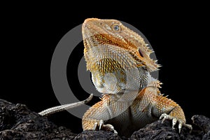 Bearded Dragon Hypo closeup on isolated background photo