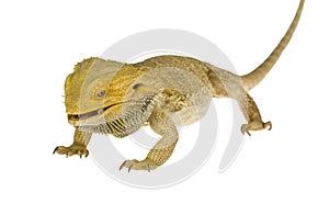 Bearded dragon isolated