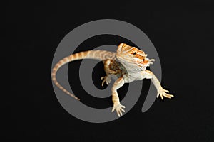 Bearded dragon, isolated on black background, Tiger Pattern Morphs.