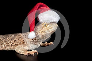 Bearded Dragon isolated on black wearing holiday Christmas Santa Hat looking at camera