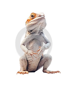Bearded dragon isolated on a white background.