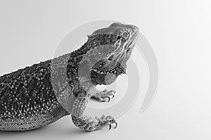 Bearded dragon isolated on white background