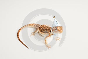 Bearded dragon, isolated white background. Dragon in a New Year's blue cap. card