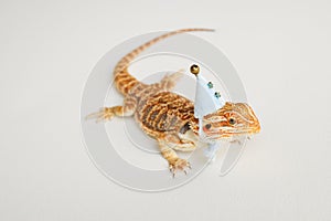 Bearded dragon, isolated white background. Dragon in a New Year's blue cap. card