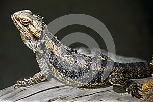 Bearded dragon 18