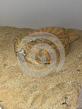 Bearded Dragon laying on sand