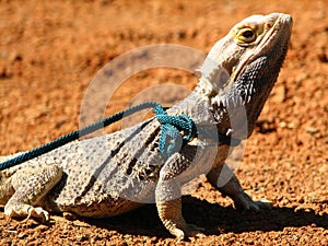 A Bearded Dragon on a leash