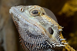 Bearded Dragon Lizard